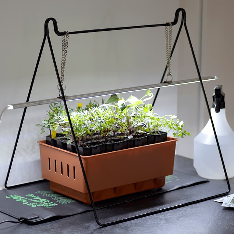 växtbelysning förodling