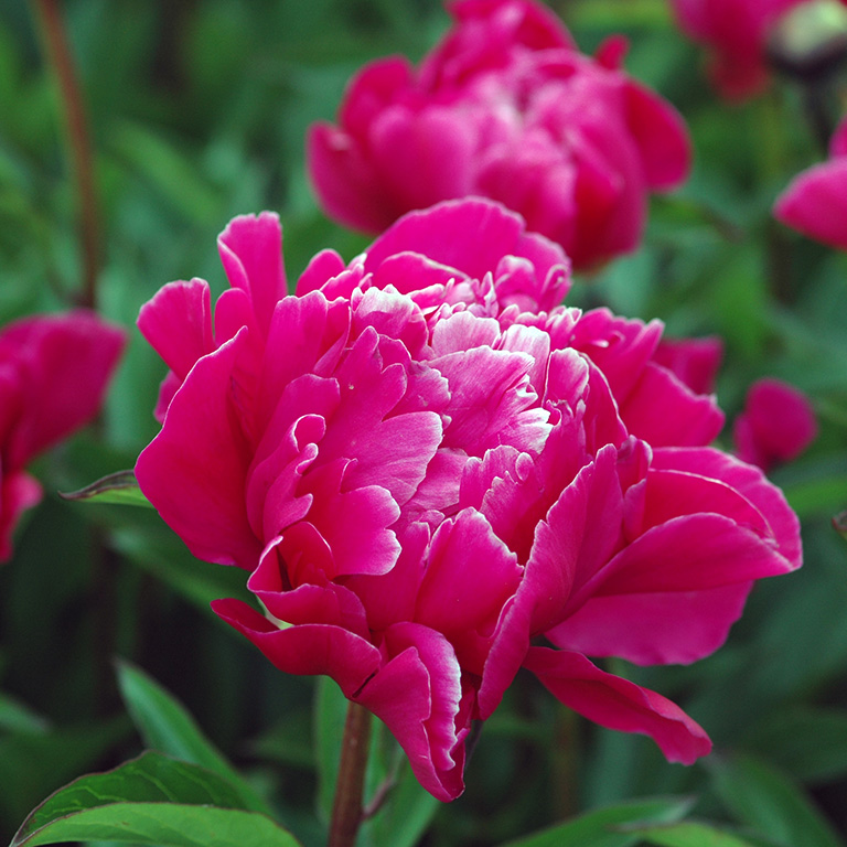 Lyckas med pioner - så gör du