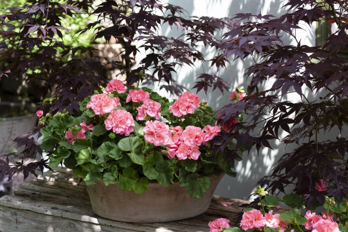 Här är årets pelargon 2022!