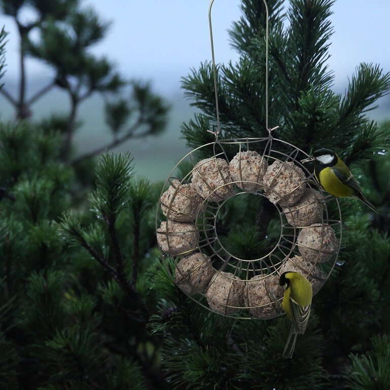 hjul med talgbollar i trädgård och fåglar som äter från dem. Till artikeln: Gör egna talgbollar - hitta recept på granngården.se