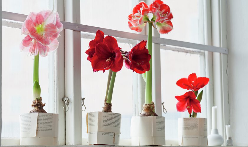 Olika sorters amaryllis i fönster
