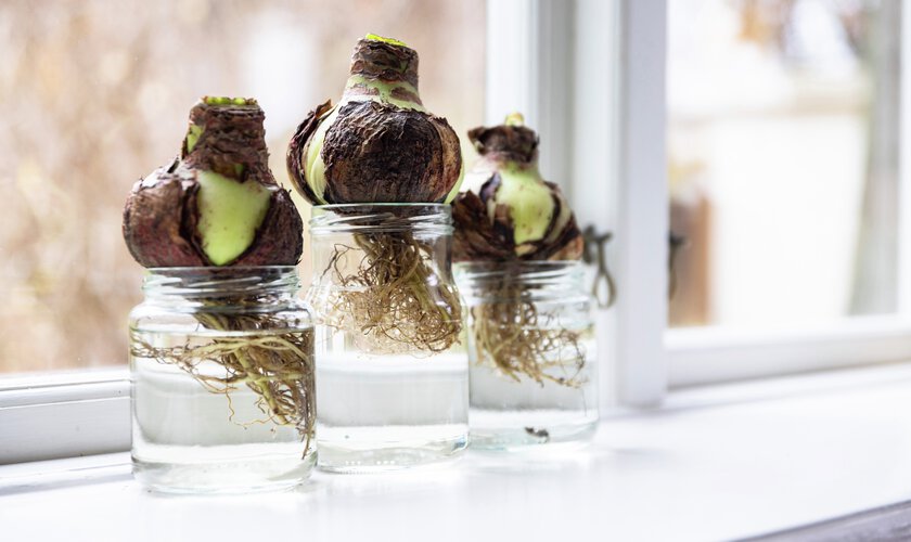 Plantera amaryllislökar och övervintra