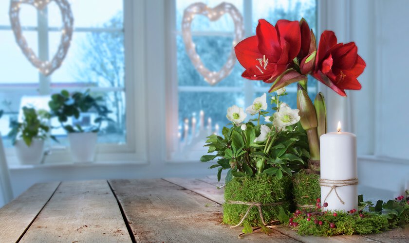 Röd Amaryllis på bord i kruka – skötselråd