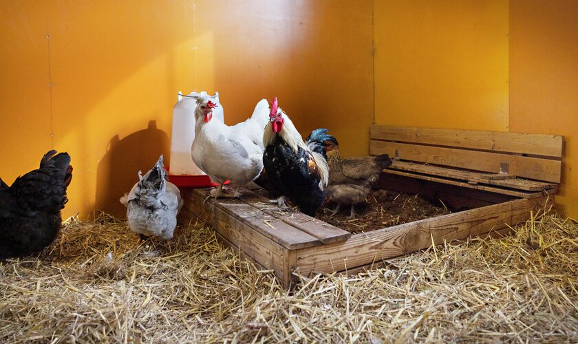 höns i hönshus