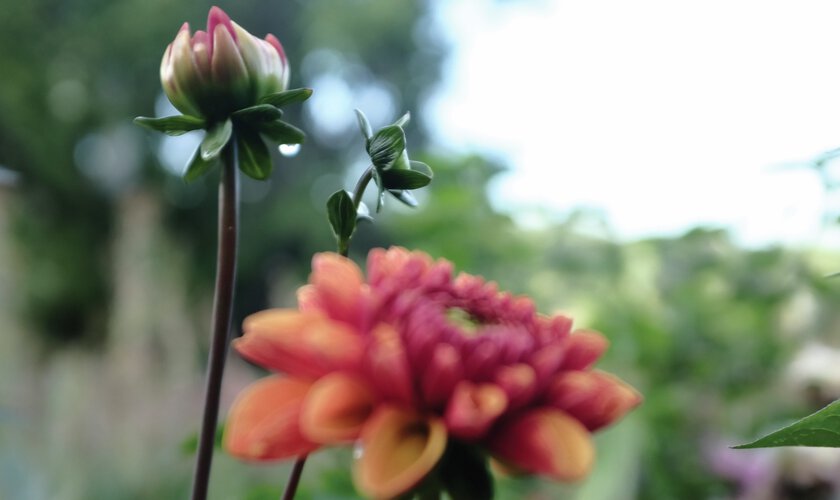Röd dahlia
