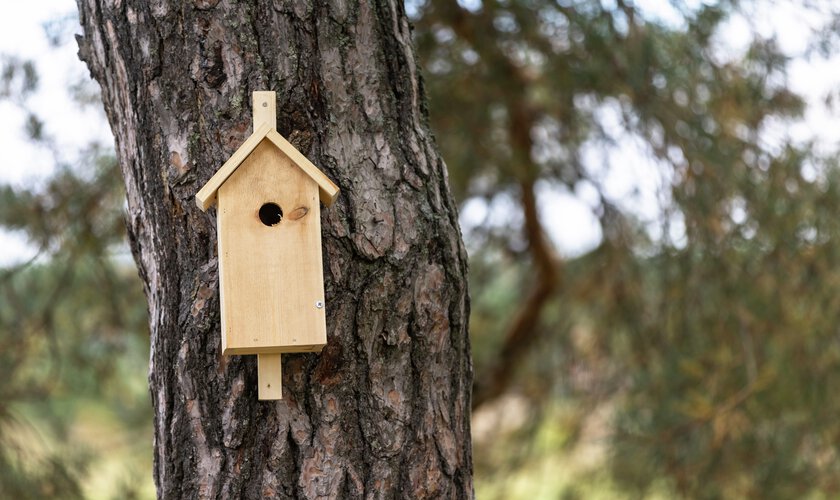 fågelholk mot tallträd