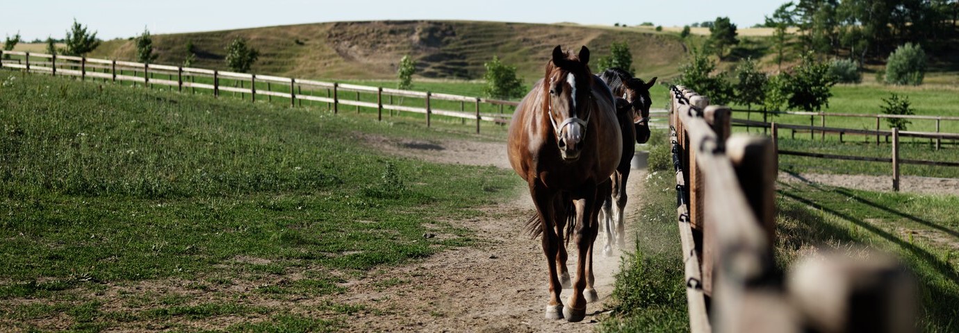 Bild på hästar för sidan om slipning av klippskär - en tjänst från Lantdjurshjälpen hos Granngården