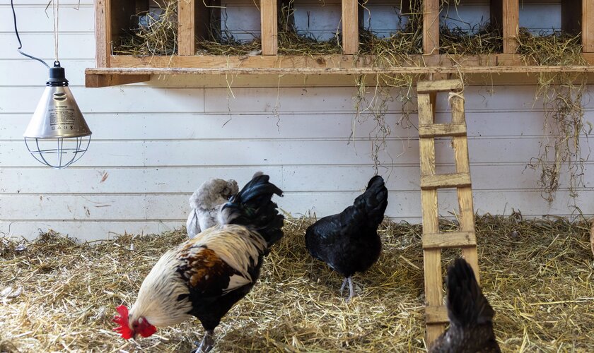 höns och tupp vid värmelampa och värprede i hönshus