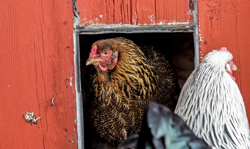 höna som tittar fram i hönslucka till hönshus