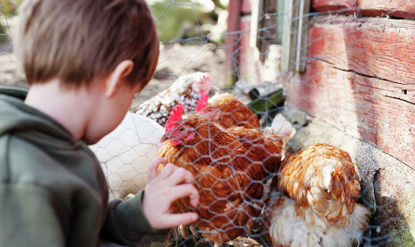 pojke utanför hönsnät med hönor på insidan