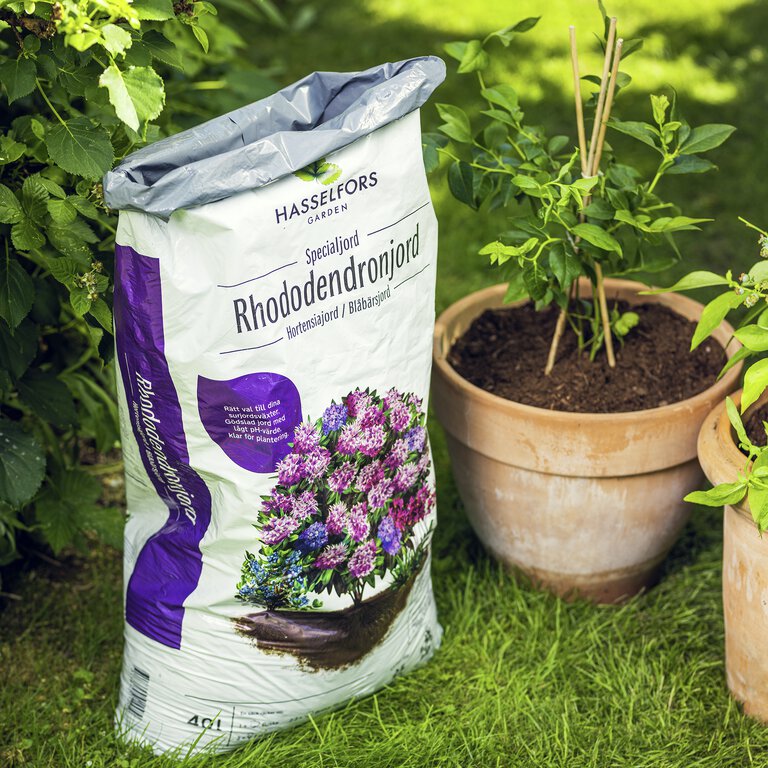 Plantera hortensia i kruka med surjord som rhododendronjord från hasselfors hos granngården