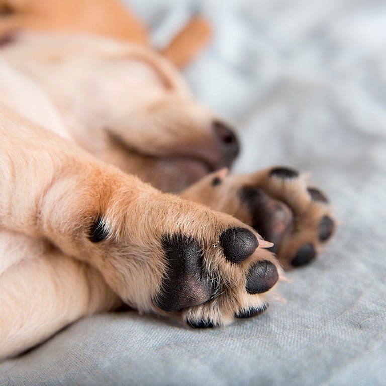Hundens tassar så tar du hand om spruckna trampdynor