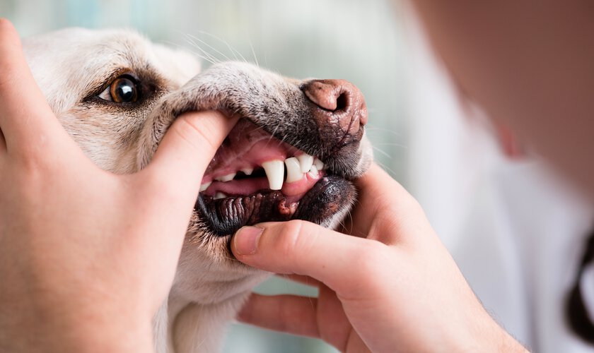 Titta på hundens tänder