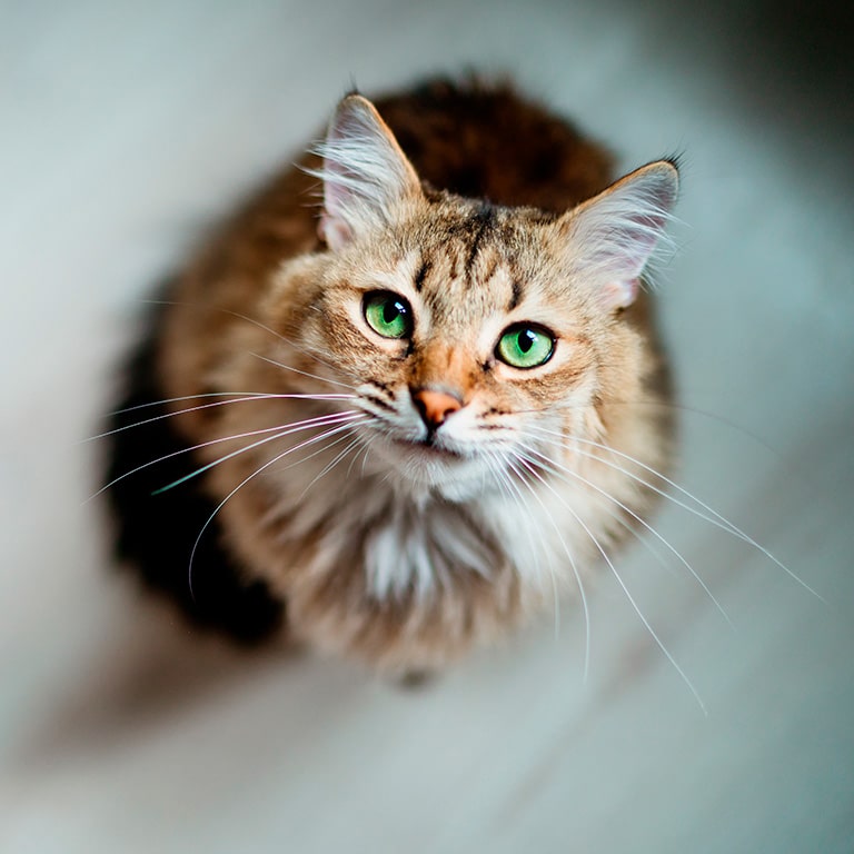 katt som tittar upp mot kameran