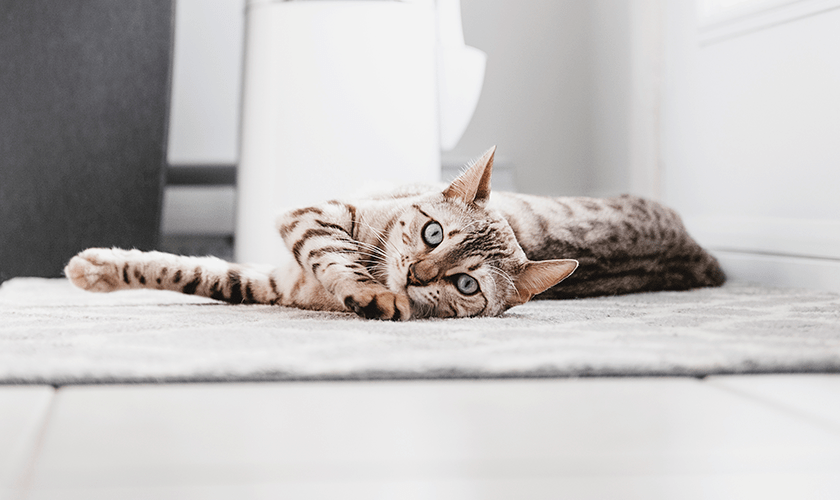 grå svart katt som ligger och sträcker på sig