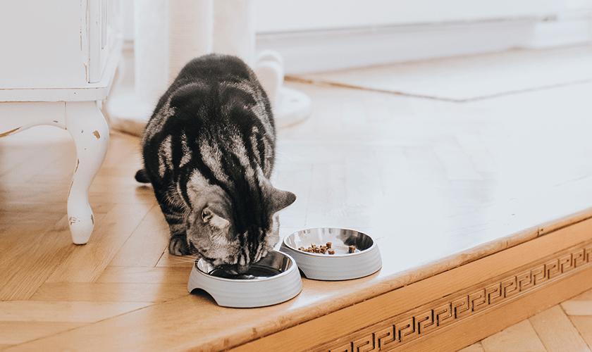 svart grå katt som äter kattmat ur matskål inomhus