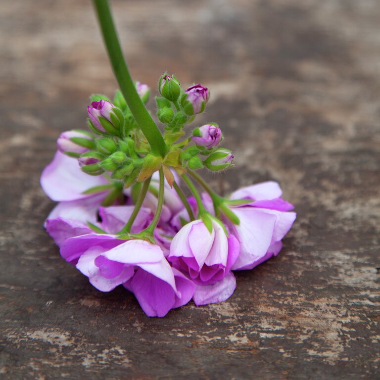 Pelargon Lavina i närbild