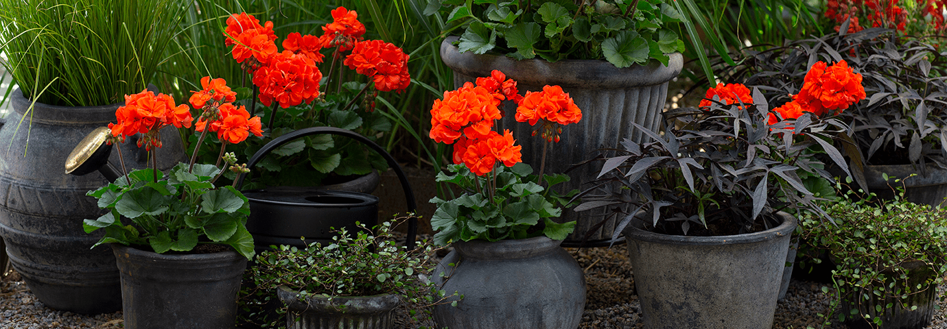 flera pelargoner i kruka - Samling av pelargoner