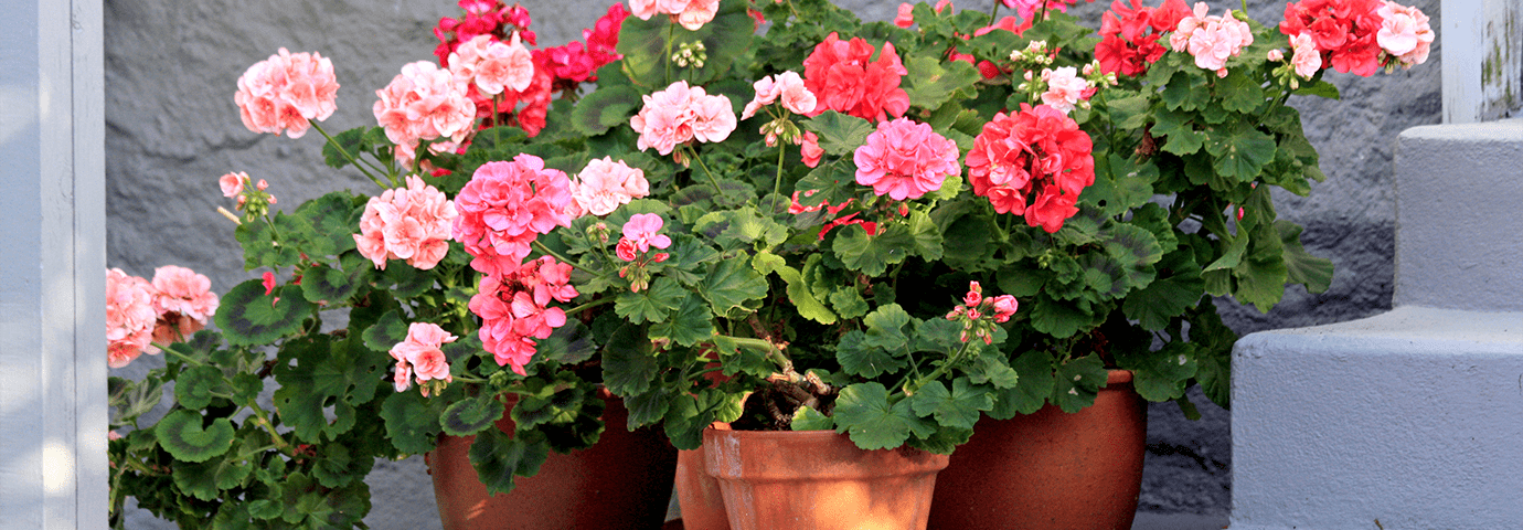 Olika sorters pelargoner