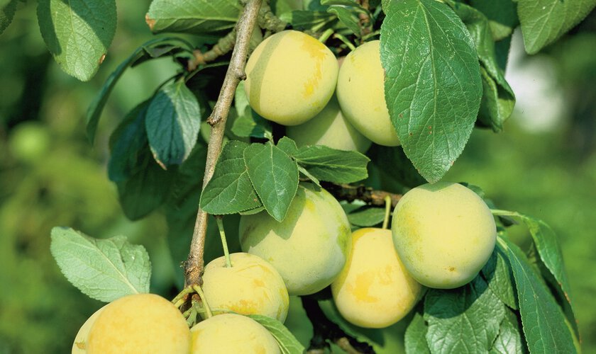 Plommonträd gula plommon