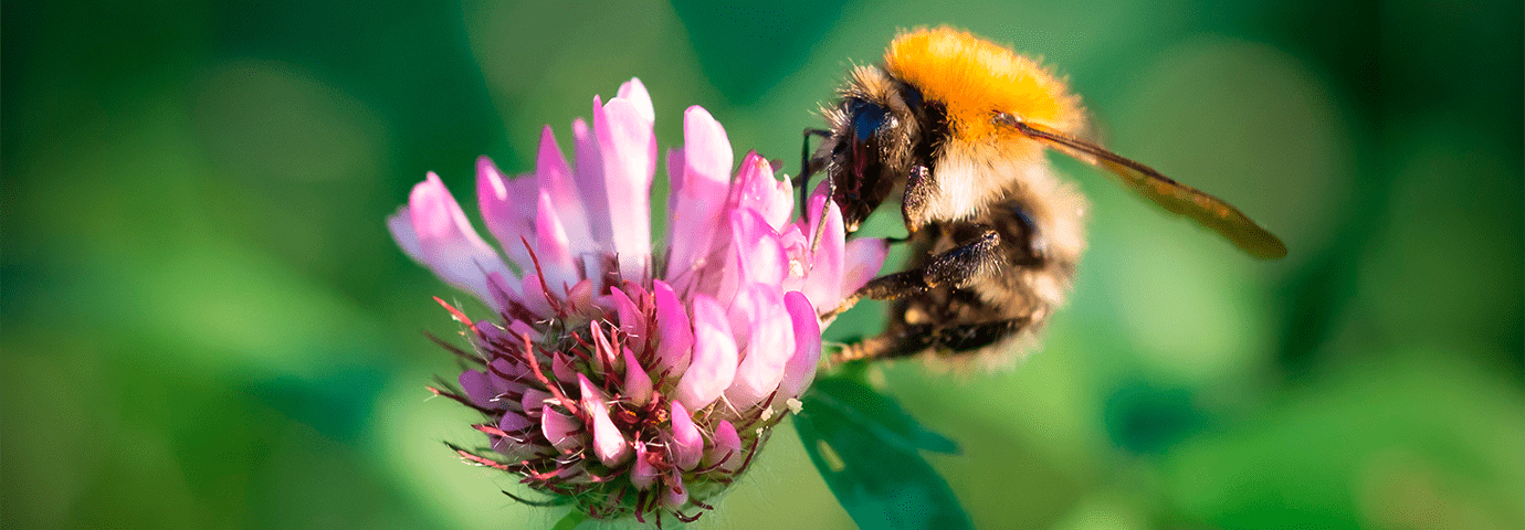 Pollinering och biologisk mångfald i trädgården