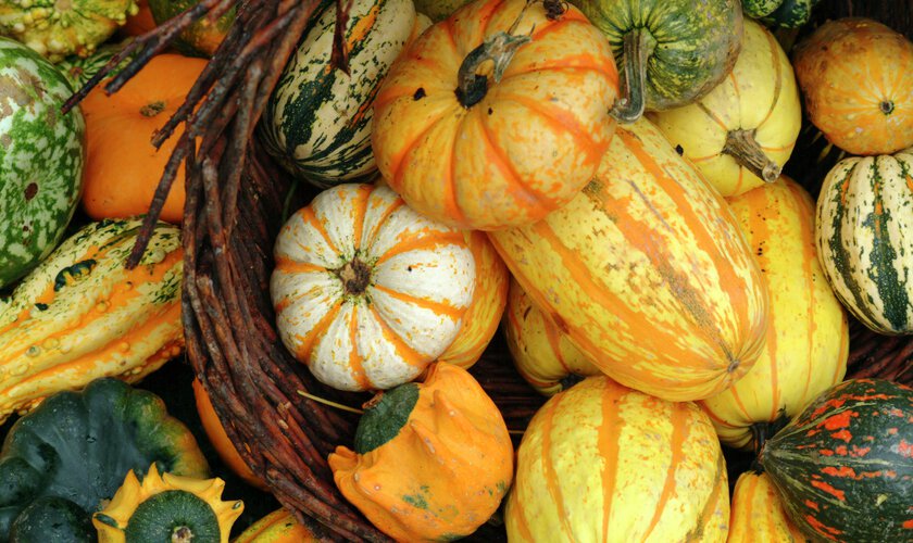 Pumpor i olika färger