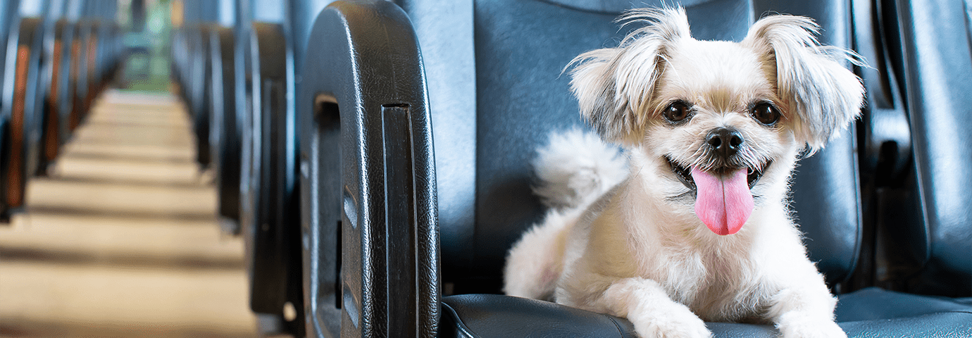 hund i tågsäte - resa med hund