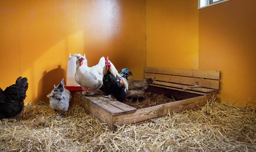 höns sandbad i hönshus