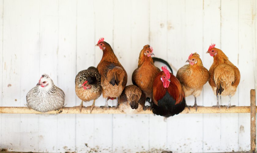 höns på sittpinne i hönshus