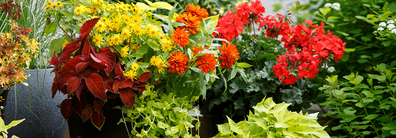 Plantera sommarblommor i kruka