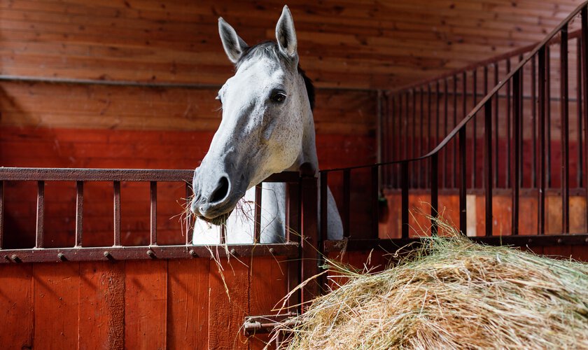 Installning – Storstäda stallet