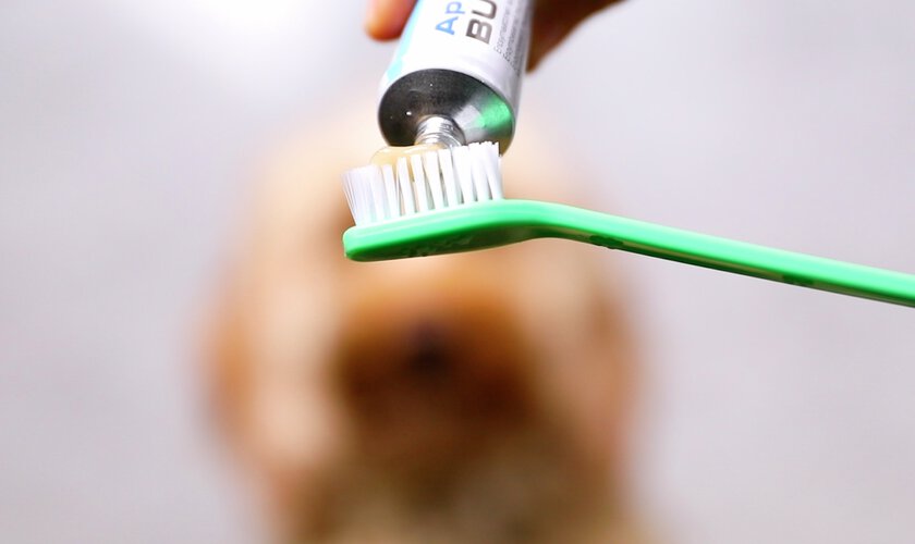 tandborste med tandkräm till hund