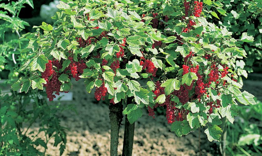 röda vinbär i vinbärsbuske