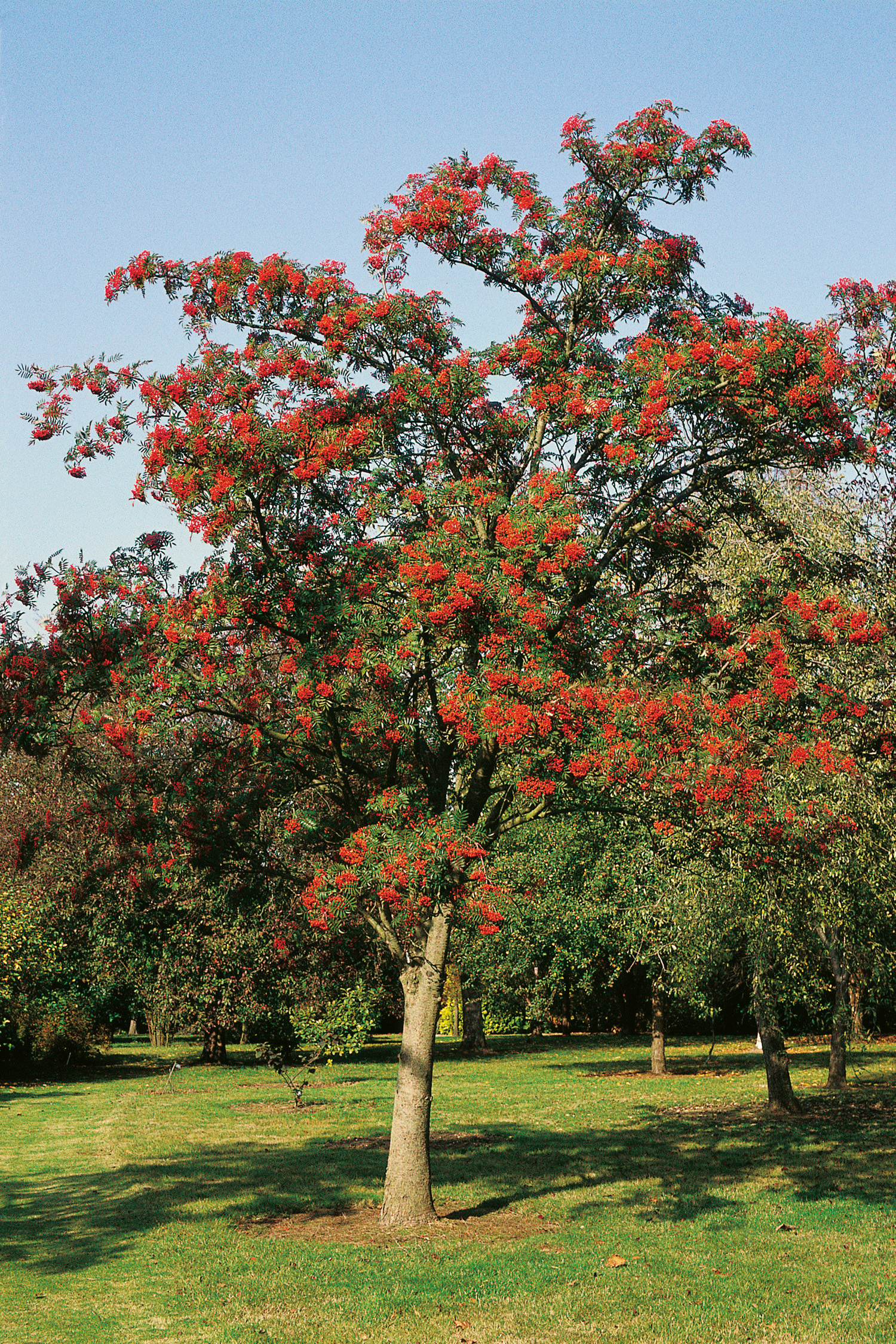 Omnia garden Japansk rönn Ungträd 150-200cm