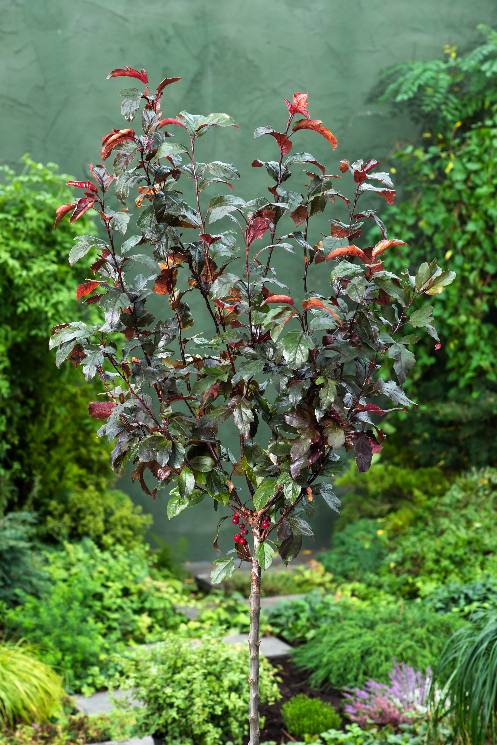 Omnia garden Rönnbärsapel ’Scarlett’ Stamhöjd 120cm