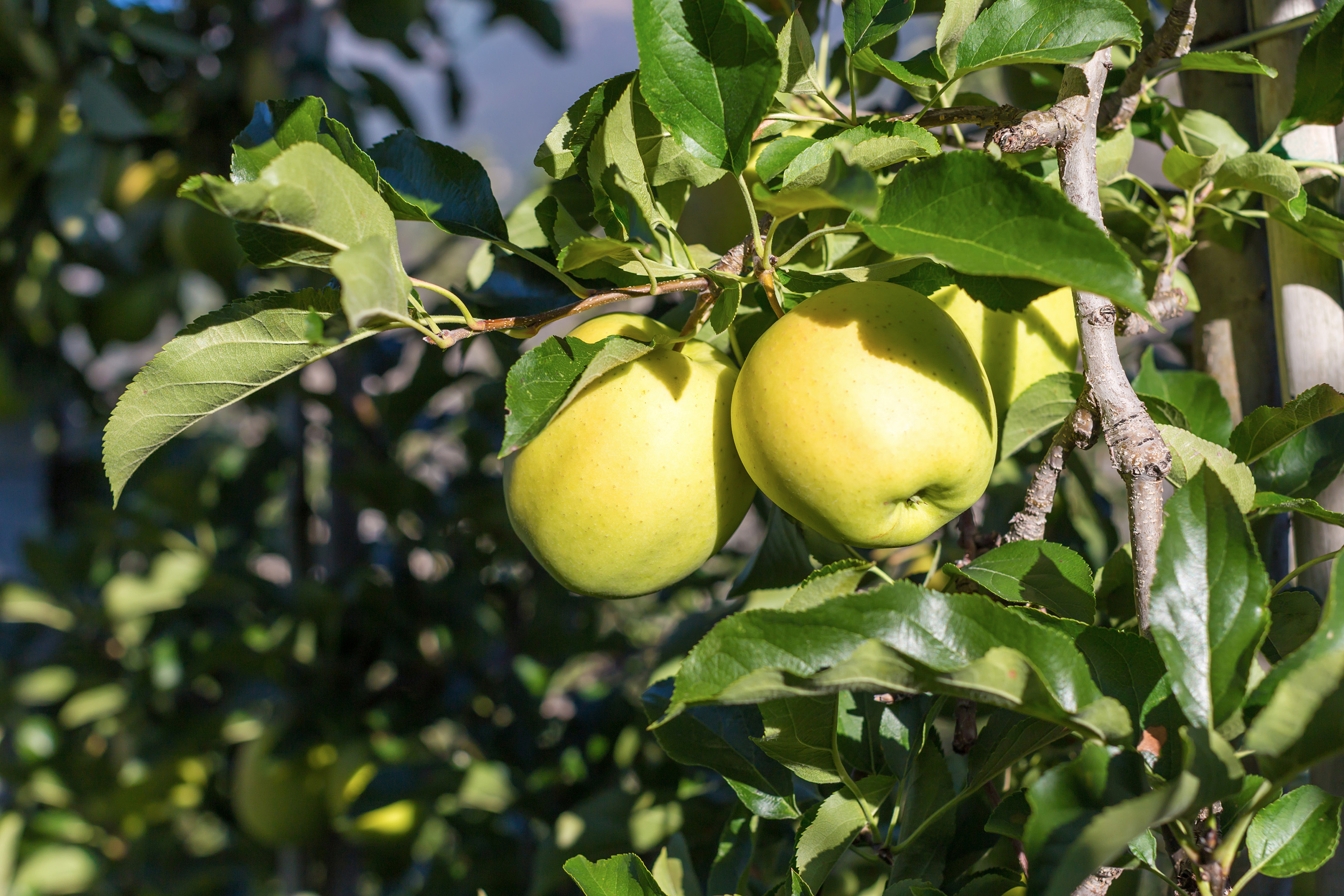 Omnia garden Äpple ’Silva’ inkl. uppbindningskit