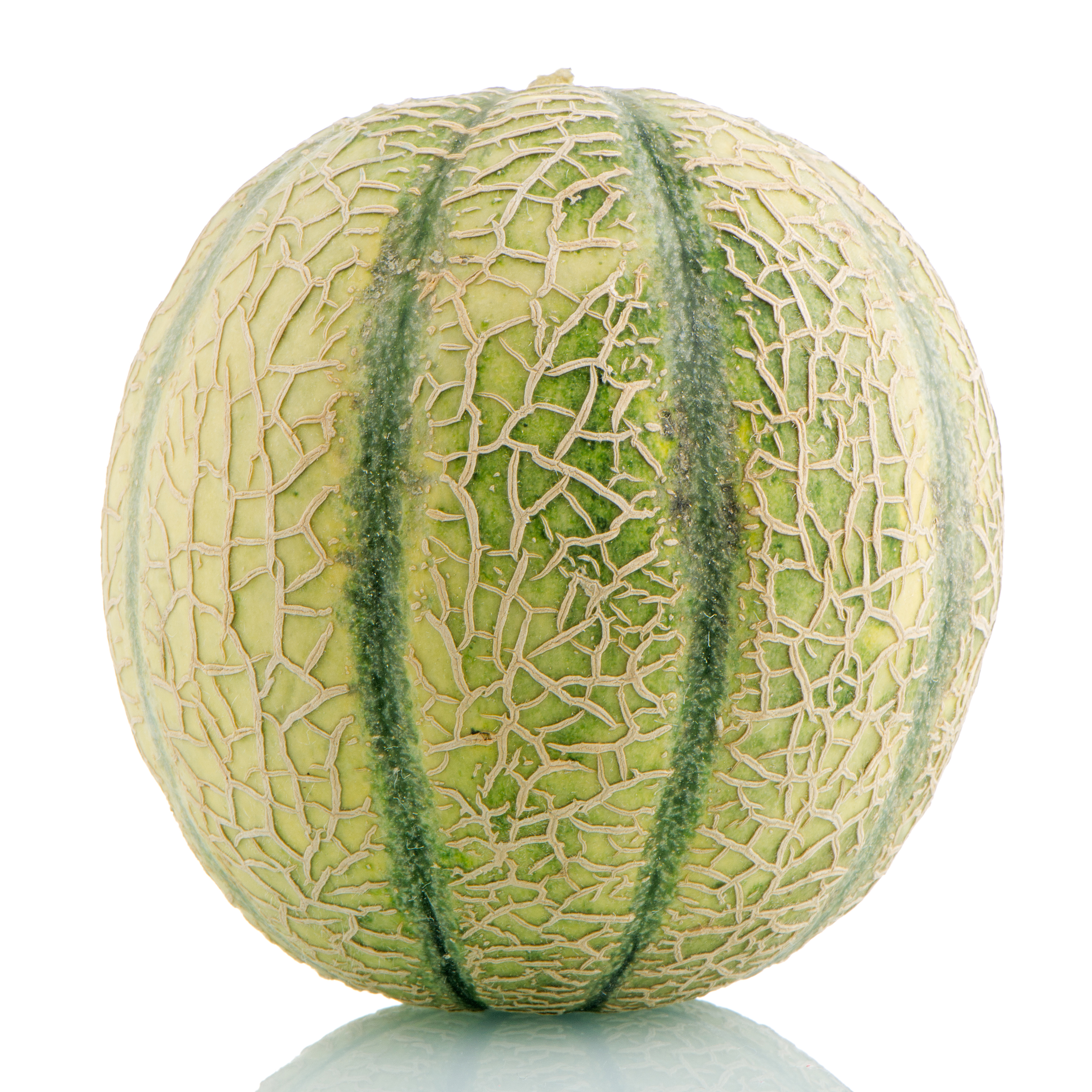 Melon lat. Cucumis melo 
