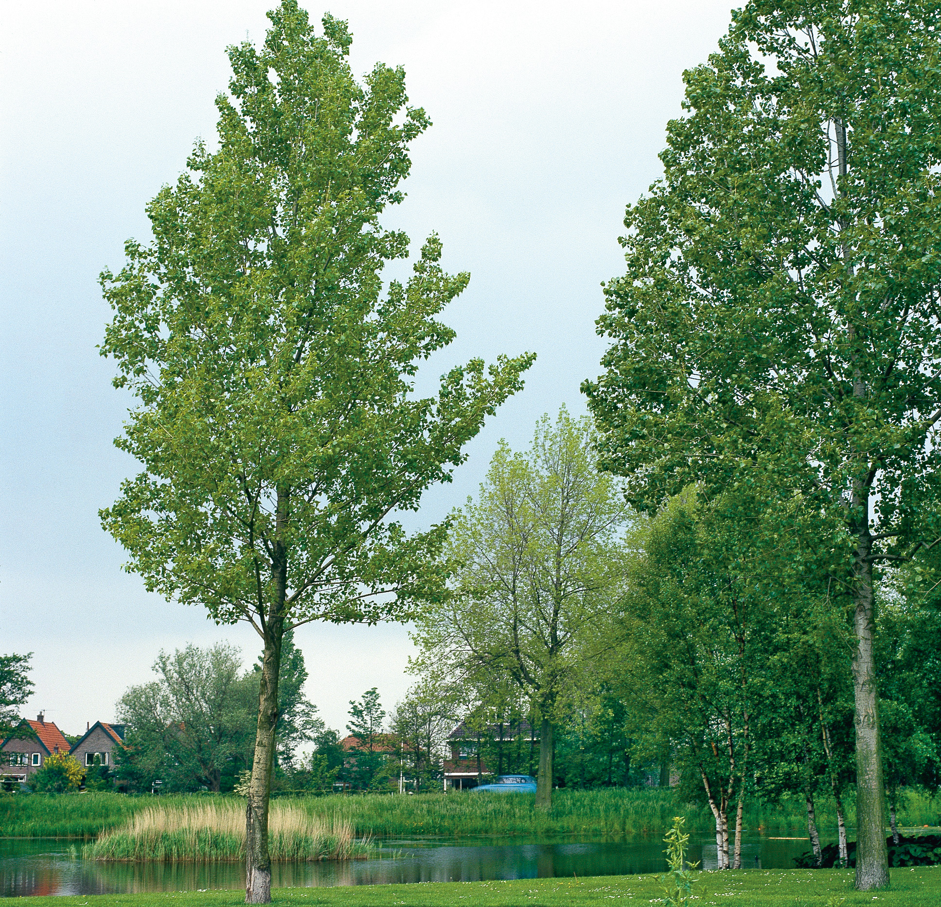 Omnia garden Pelarasp Ungträd 150-200cm