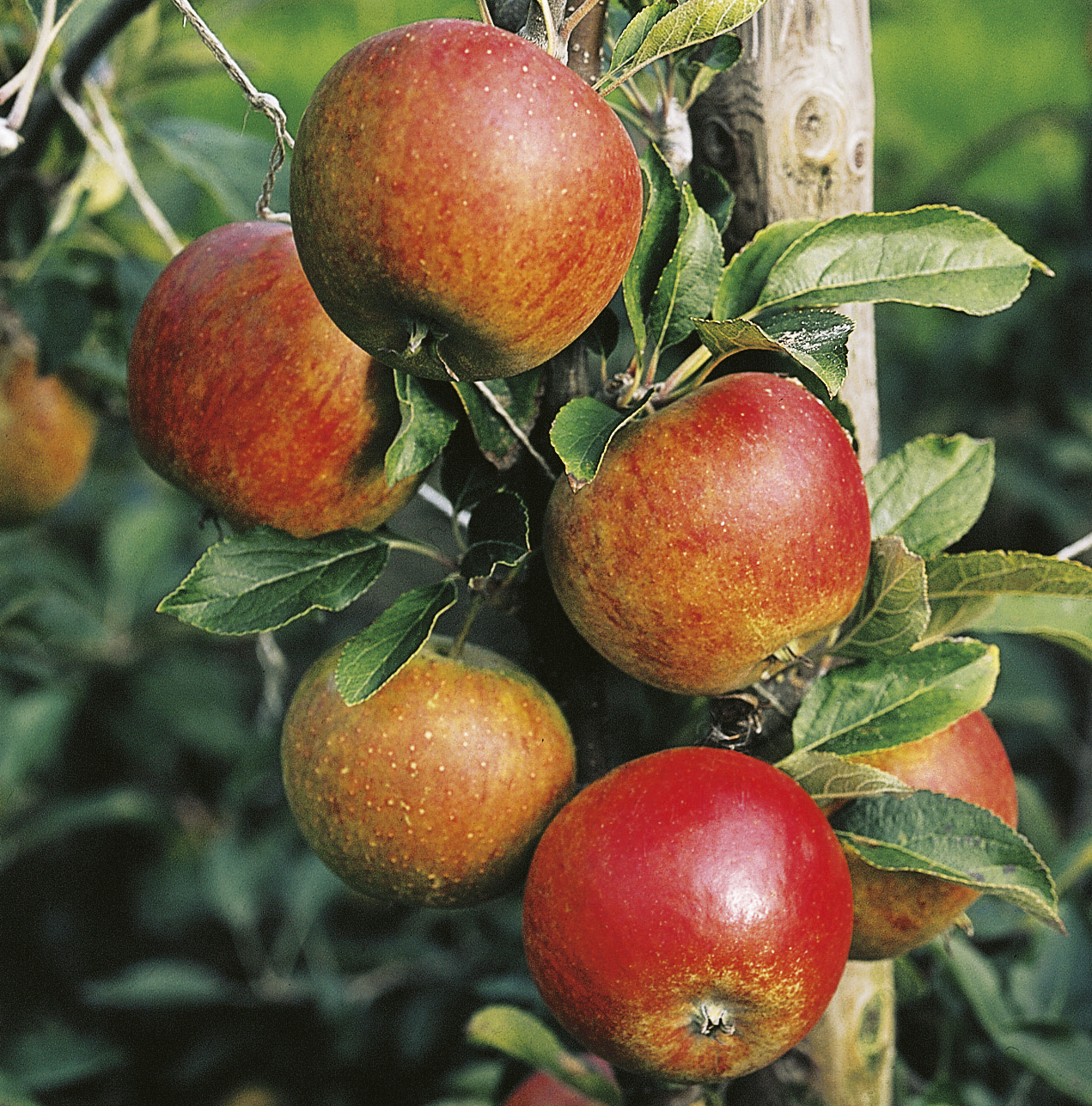 Äpple ’Aroma’ E Svagväxande inkl uppbindningskit