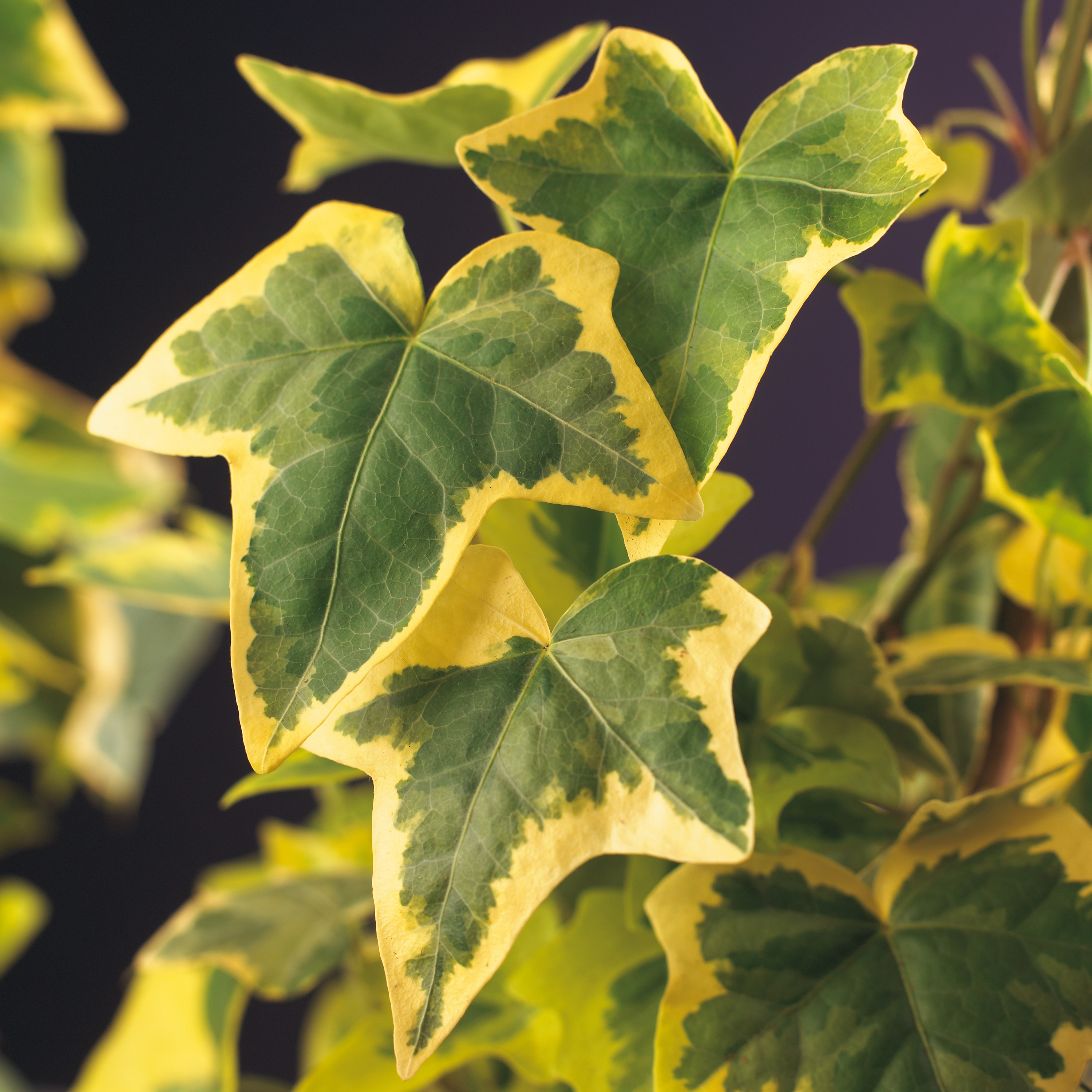 Omnia garden Murgröna ’Goldchild’ 3-pack