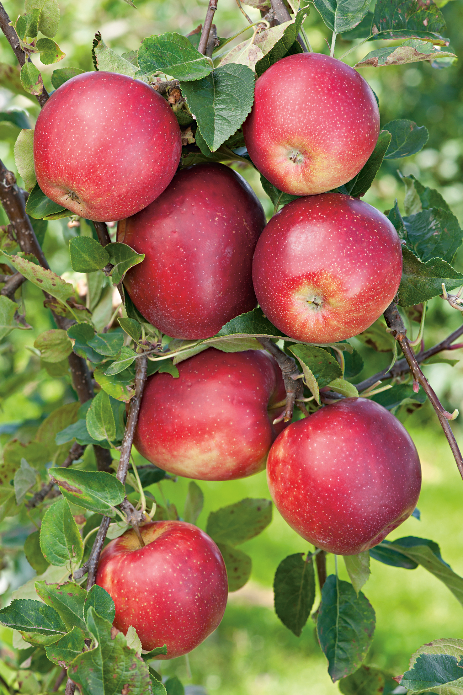 Omnia garden Äpple ’Summerred’ Svagväxande B9