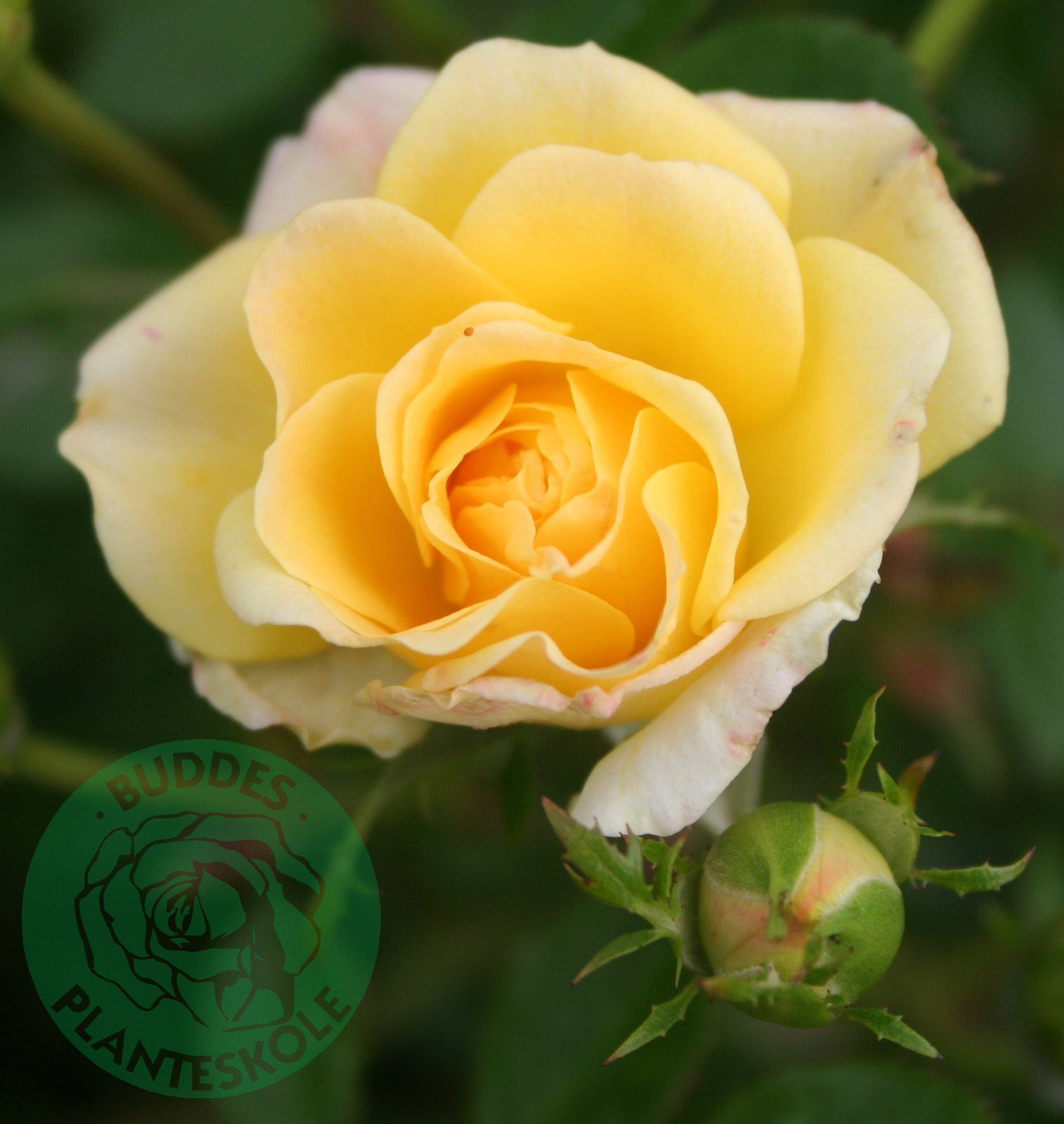 Marktäckande ros 'Yellow Fairy'