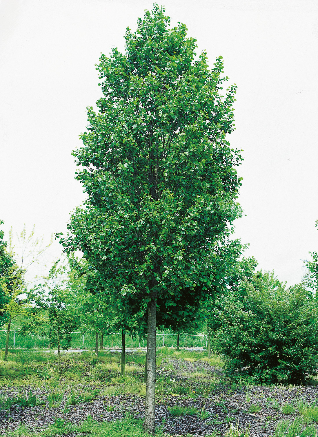 Omnia garden Klibbal Ungträd 150-200cm
