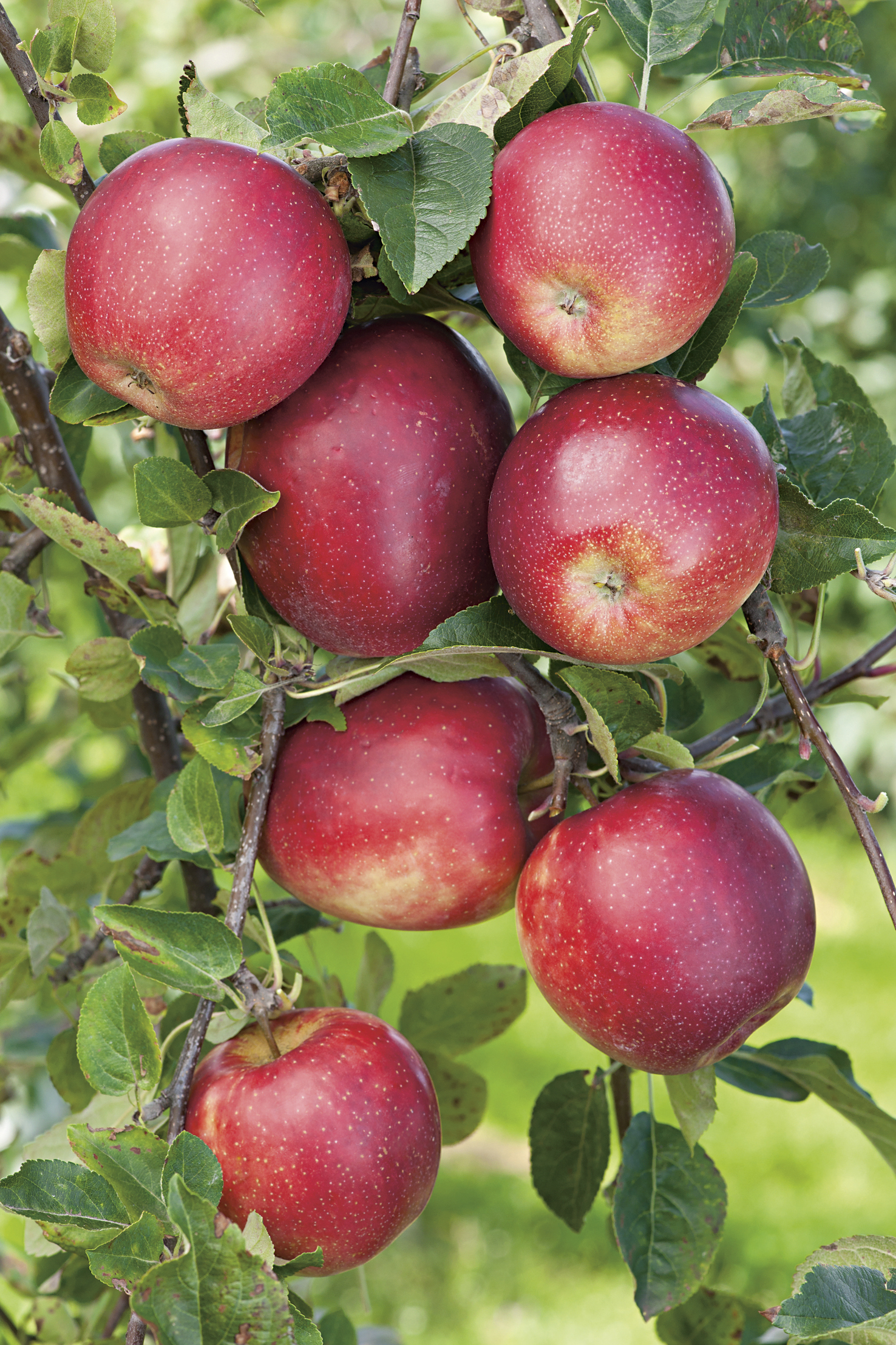 Äpple ’Summerred’ Svagväxande inkl uppbindningskit