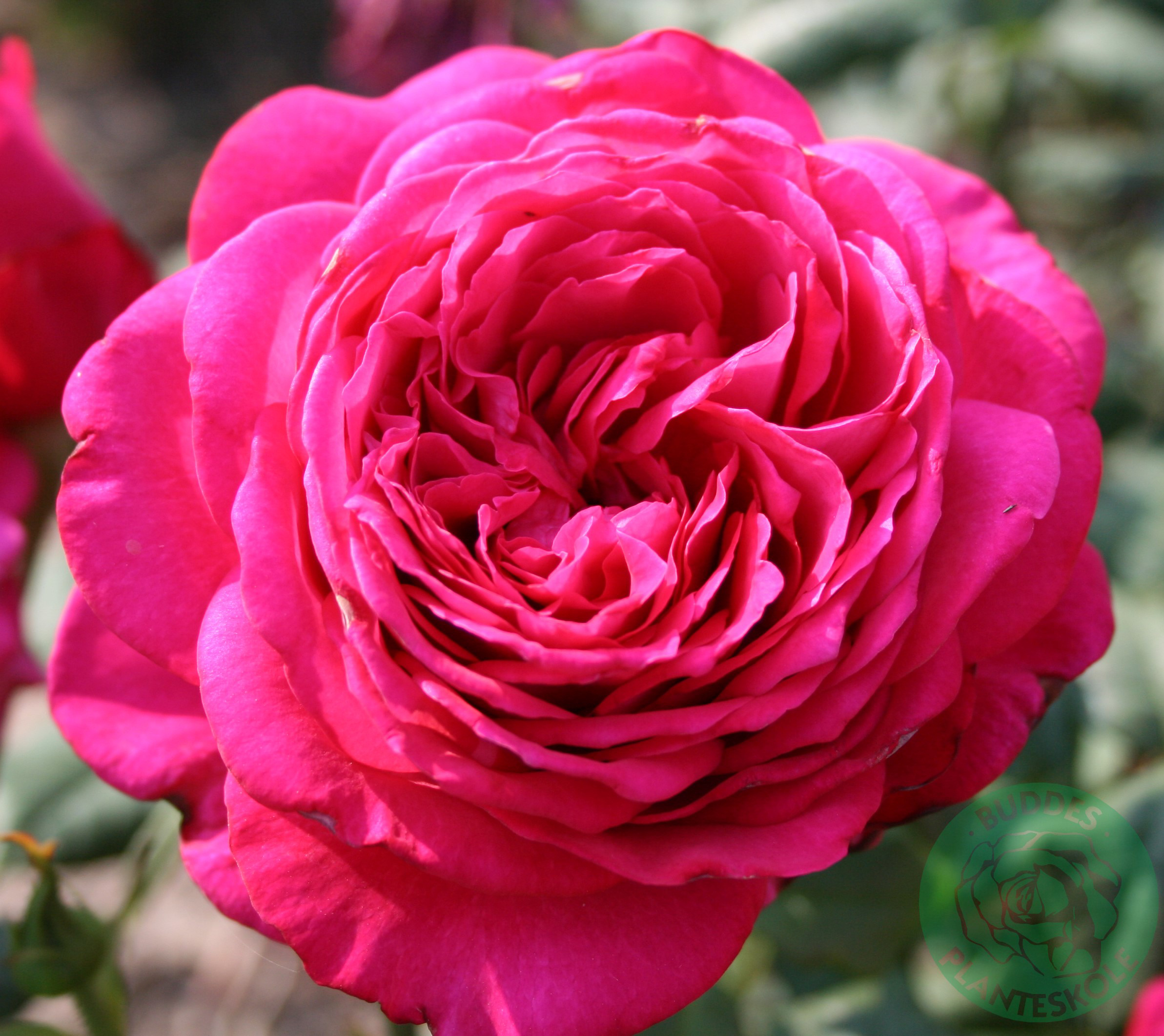 Storblommig ros ’Johann Wolfgang von Goethe’ 1-pack