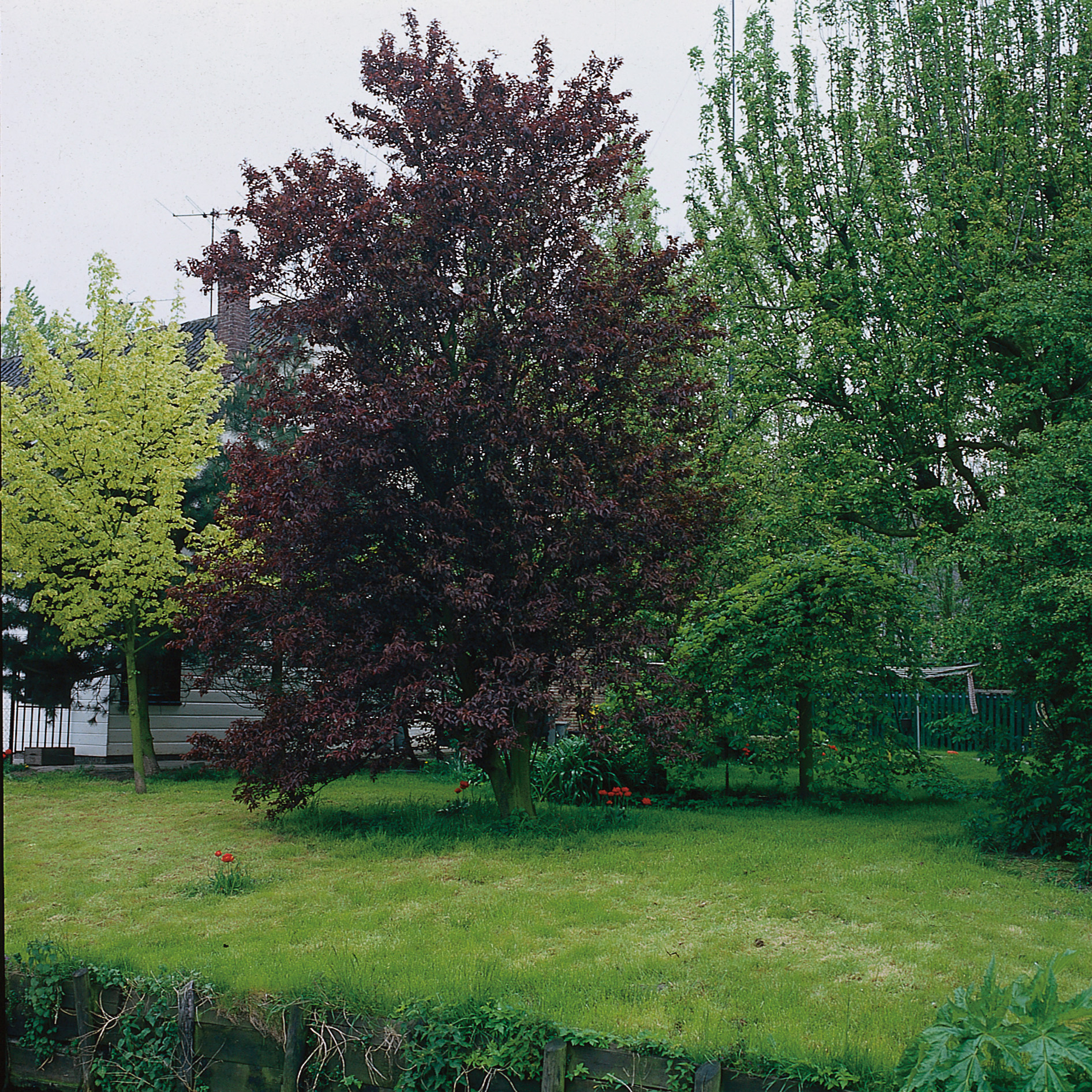 Blodbok ’Fagus sylvatica Purpurea’ Ungträd 125-150cm