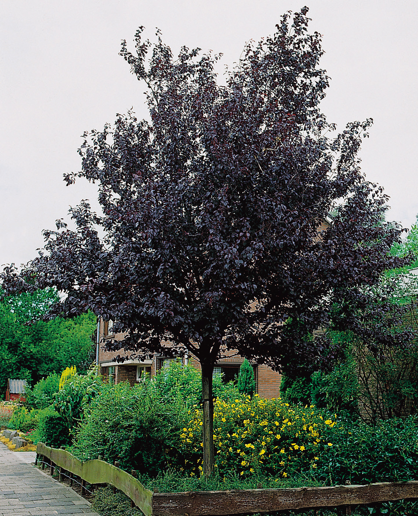 Omnia garden Blodplommon Stamhöjd 100-120cm