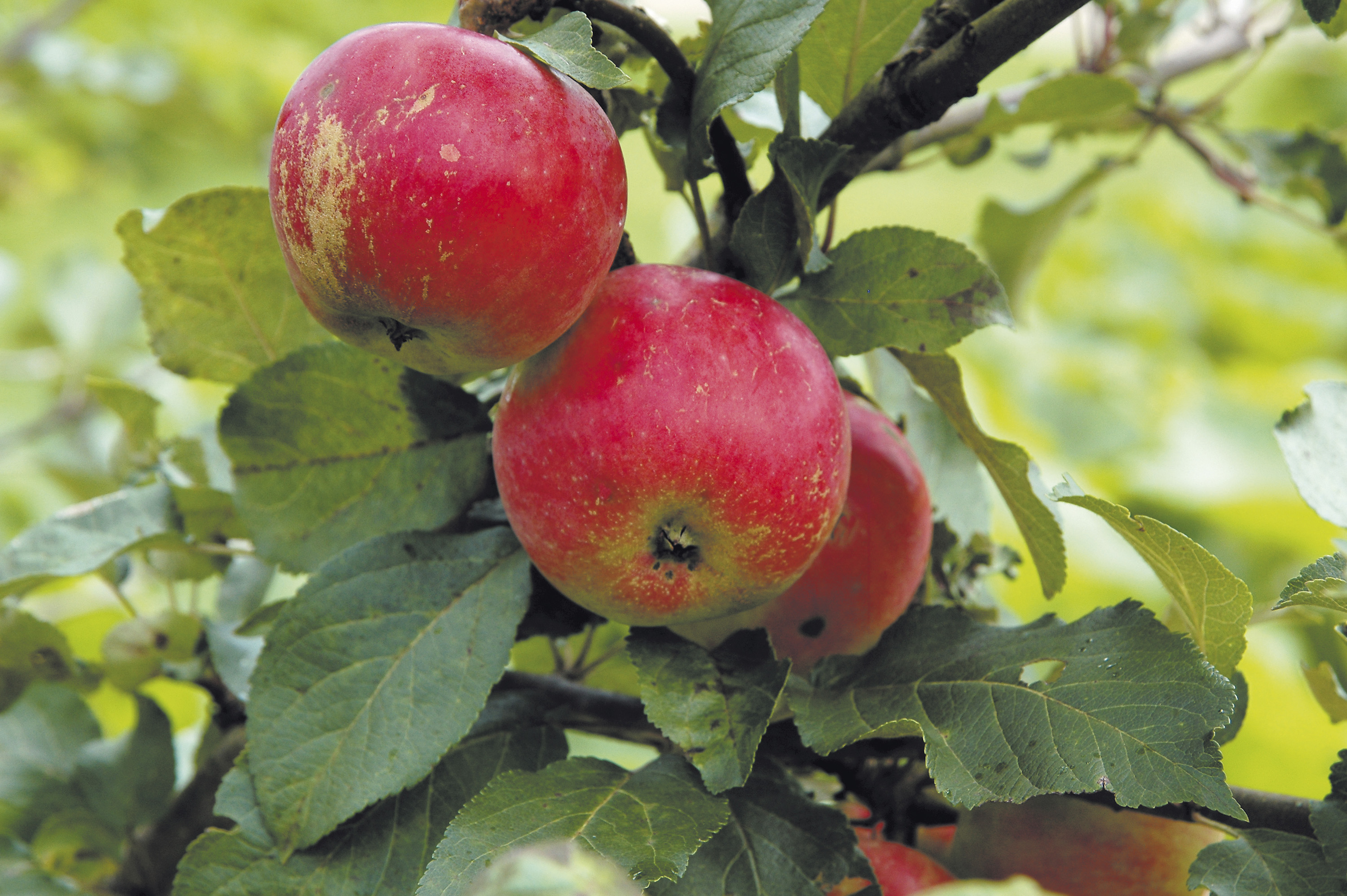 Omnia garden Äpple ’Alice’ inkl uppbindningskit