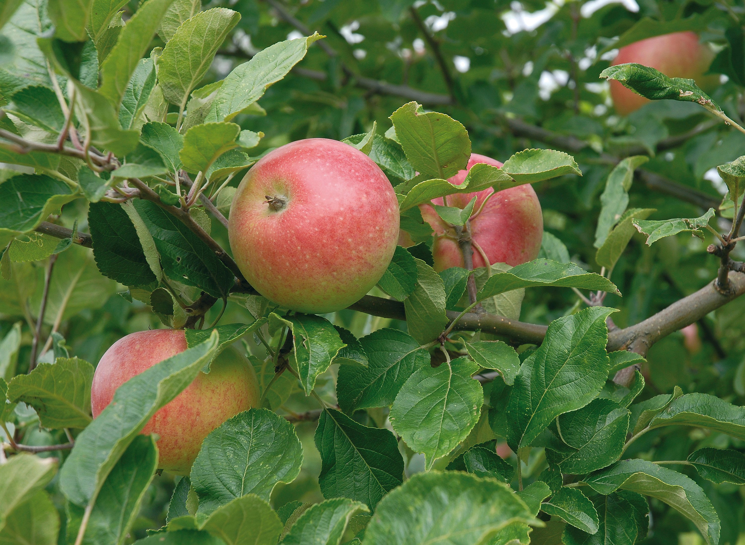 Äppelträd ’Aroma’ E inkl uppbindningskit