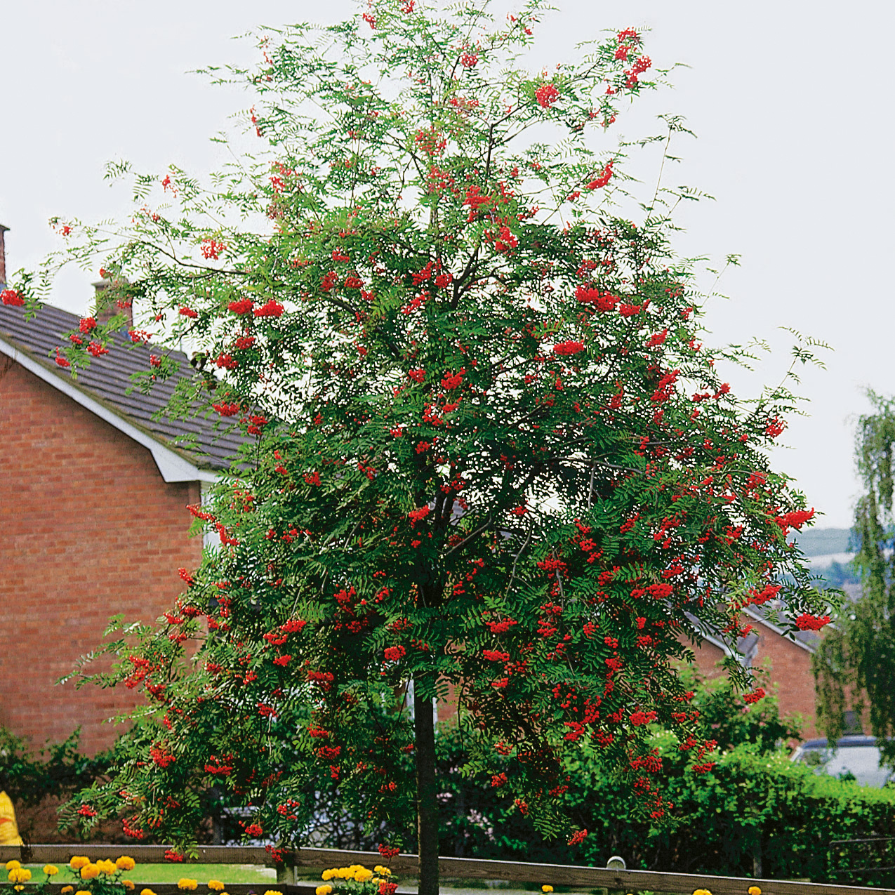 Omnia garden Rönn Ungträd 150-200cm